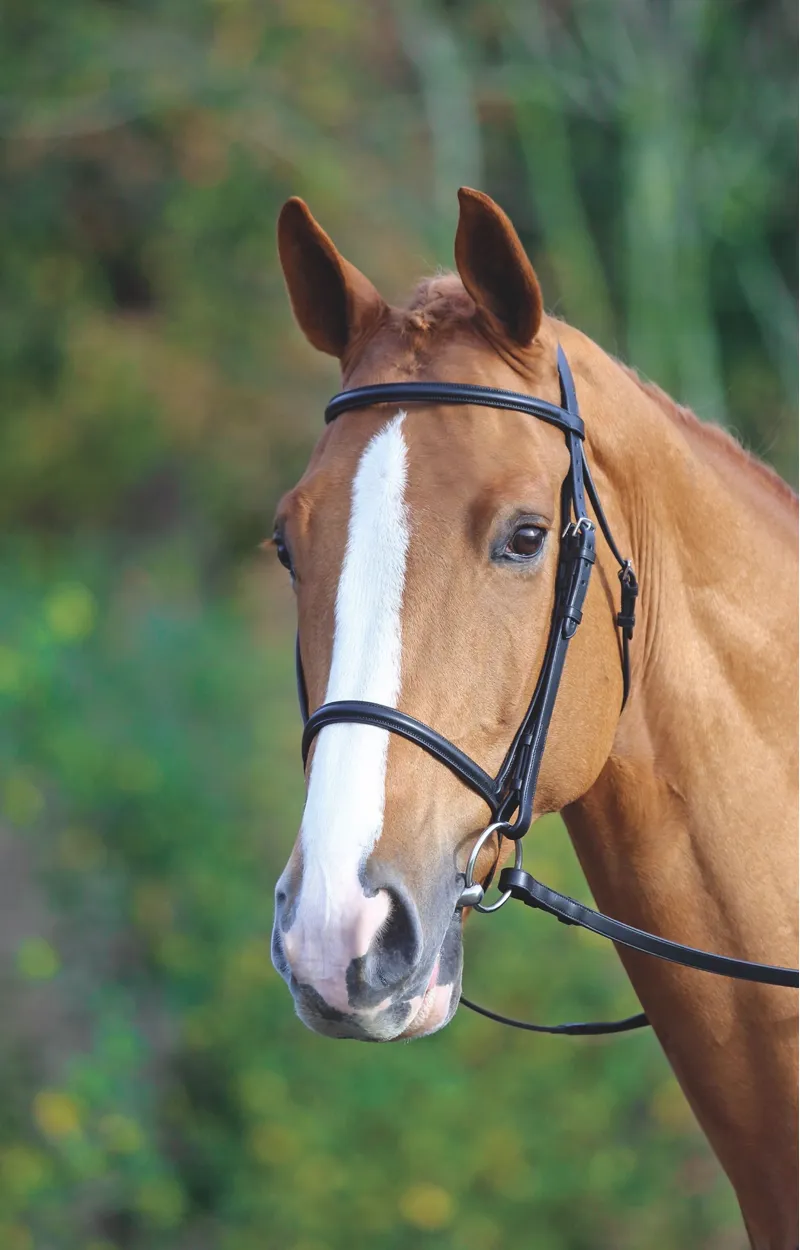 Shires Velociti GARA Raised Cavesson Bridle - Havana-1